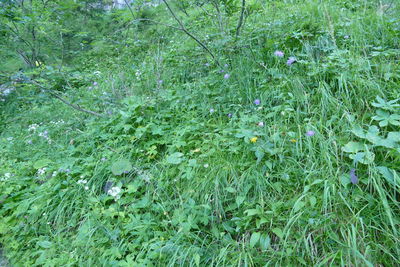 High angle view of wet plants on field