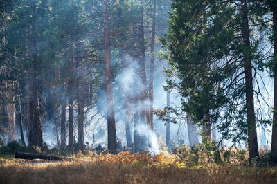 Fire smoke in the forest