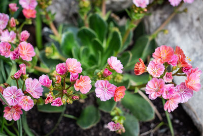 Close-up of pink flowering plants
