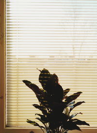 Close-up of potted plant at home