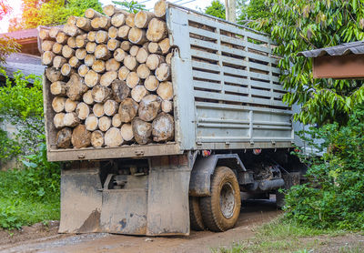 Stack of logs in the forest