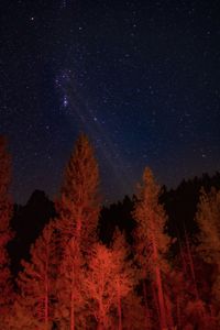 Low angle view of trees against sky at night