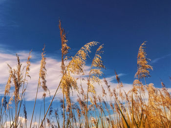 Low angle view of plants against blue sky