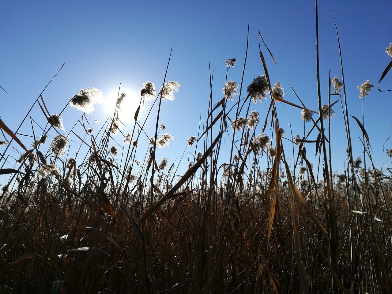 growth, nature, field, plant, day, outdoors, no people, beauty in nature, tranquility, sky, grass, flower, close-up