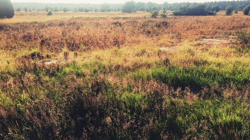 Scenic view of field