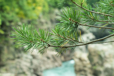 Close-up of pine tree