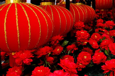 Close-up of red flowers