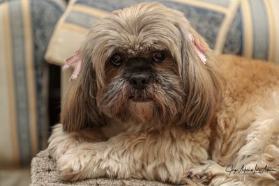 Portrait of dog relaxing at home