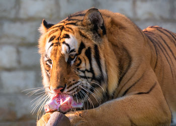 Close-up of a tiger