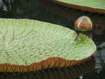 Close-up of leaf floating on water