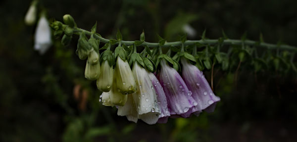 Close-up of wet purple flowering plant