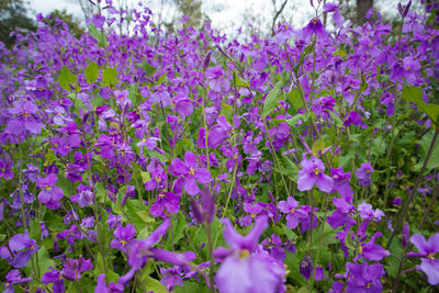 Close-up of purple flowering plants on field