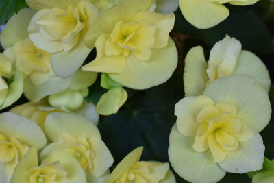 High angle view of white flowering plant