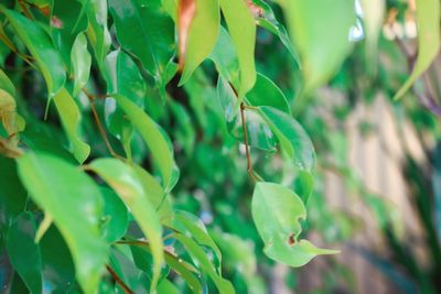 Close-up of fresh green leaves