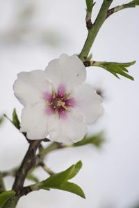 Close-up of white flowers