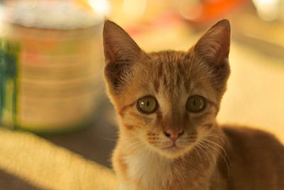 Close-up portrait of cat