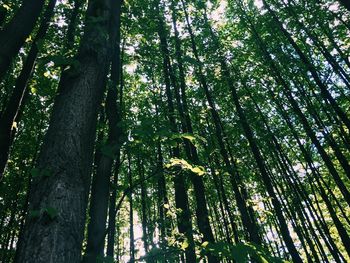 Low angle view of bamboo trees in forest