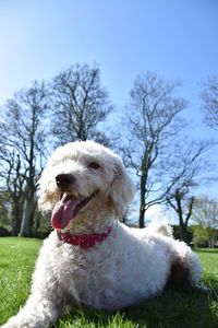 Dog sitting on field