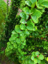 Close-up of water drops on plant