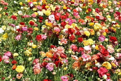 Multi colored flowers blooming in field