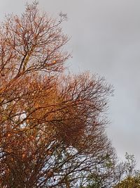 Low angle view of bare tree against sky