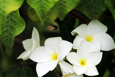 Close-up of white flowers