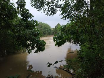 Scenic view of river amidst trees against sky