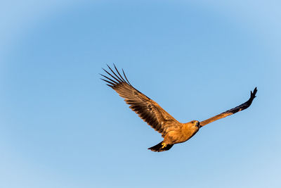 Low angle view of eagle flying against clear sky