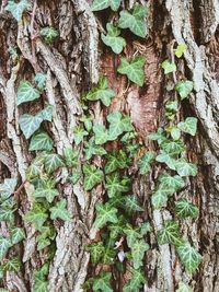 Close-up of ivy growing on tree trunk