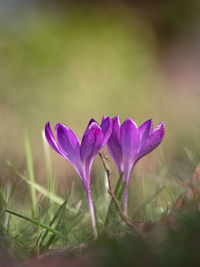 Close-up of purple crocus flowers on field