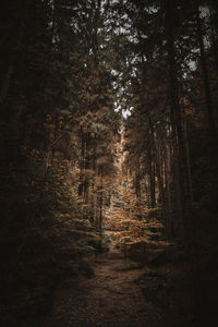 Trees growing in forest