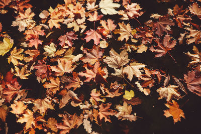 Close-up of maple leaves during autumn