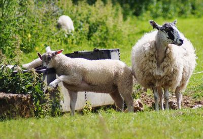 Sheep standing in a field