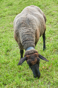 Sheep grazing in the mountain