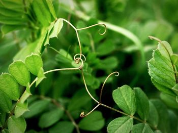 Close-up of insect on plant