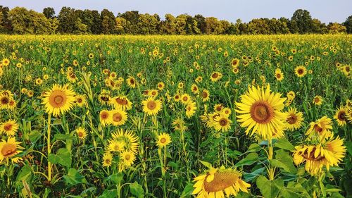 Sunflowers in field