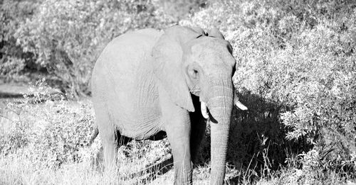 View of elephant in the forest