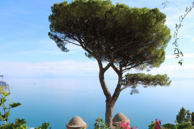 Trees by sea against sky