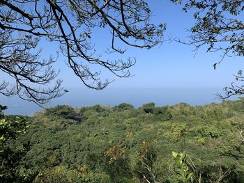 Scenic view of trees against clear sky