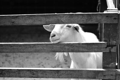 View of a horse in pen