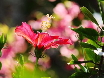 Close-up of pink flowers