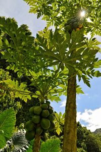 Low angle view of tree against sky