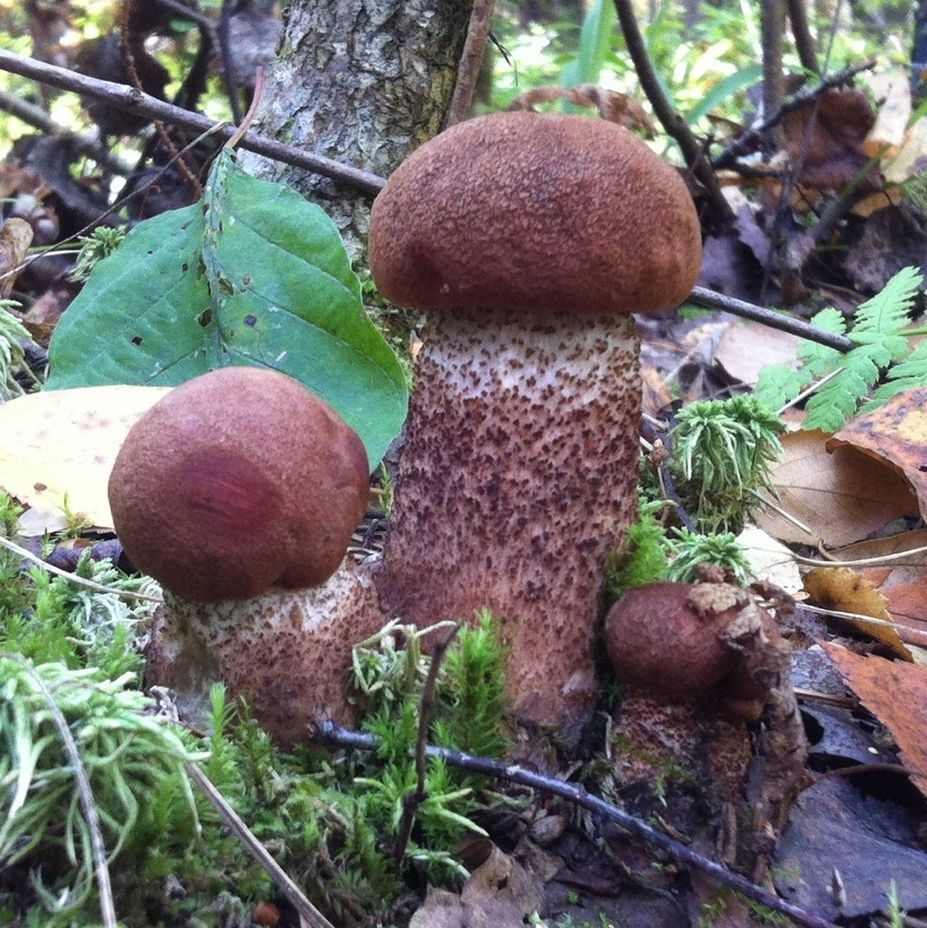 mushroom, growth, fungus, nature, close-up, tree, growing, forest, leaf, toadstool, plant, focus on foreground, field, day, outdoors, tree trunk, moss, no people, beauty in nature, tranquility