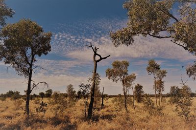 Plants on field against sky