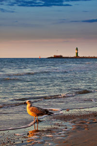 Seagull perching on sea shore against sky during sunset