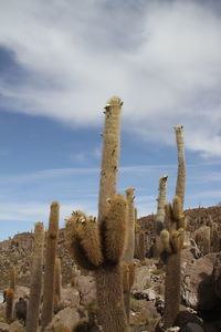 Low angle view of cactus in desert against cloudy sky