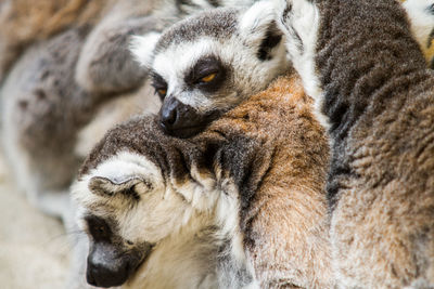 Portrait of cat relaxing in zoo