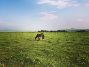 Horse grazing on field against sky