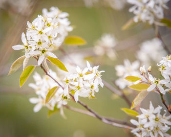 Close-up of white cherry blossoms in spring