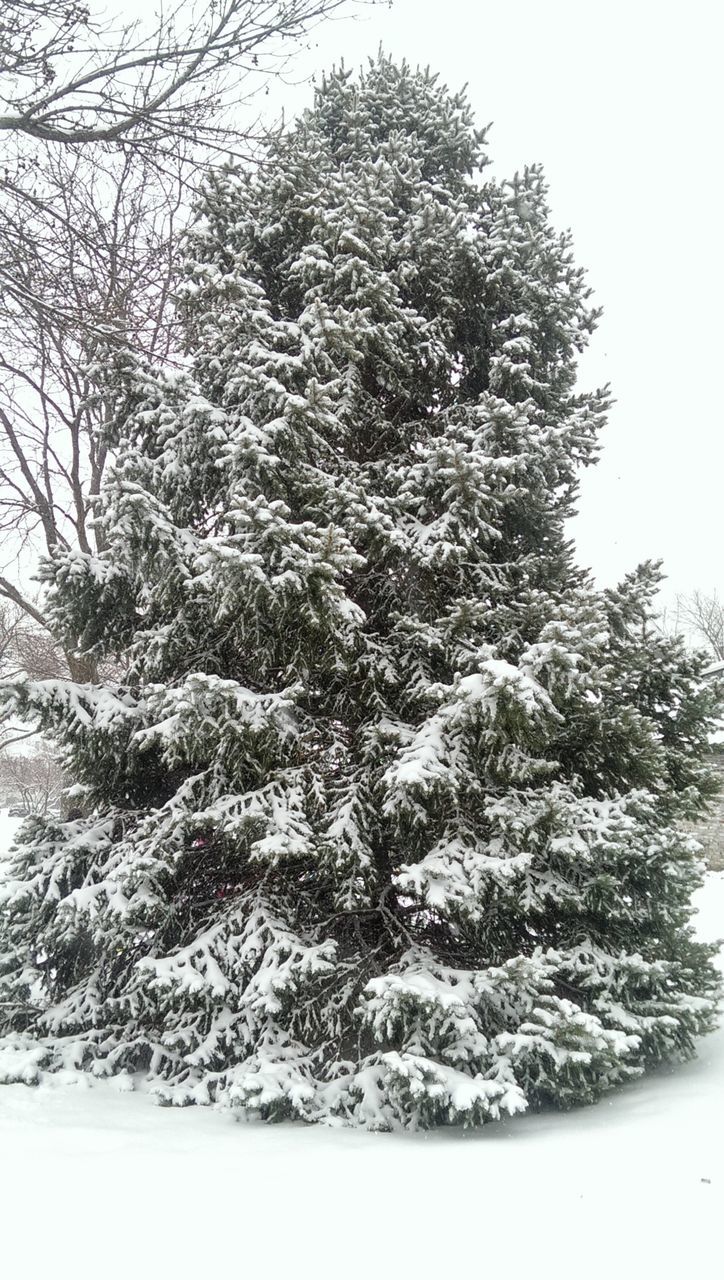 tree, tranquility, branch, nature, tranquil scene, growth, beauty in nature, clear sky, low angle view, scenics, winter, snow, sky, day, cold temperature, outdoors, no people, non-urban scene, tree trunk, forest